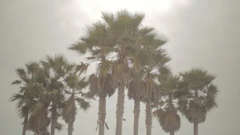 Palmtree venice beach Stock-Footage 96418003