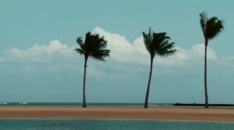 Palmtrees and Lagoon Stock Footage 605500