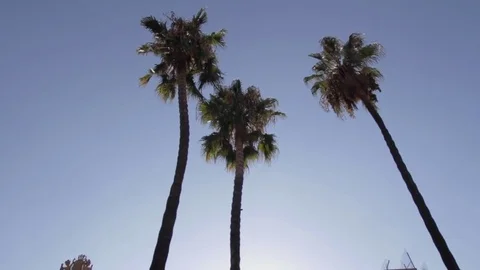 Palmtrees Barcelona Stock Footage 72209784