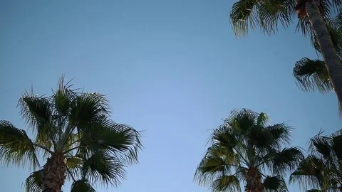 Palmtrees in the blue sky. Stock Footage 85198892