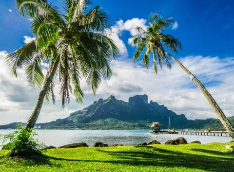 Palmtrees of Bora Bora 스톡 사진