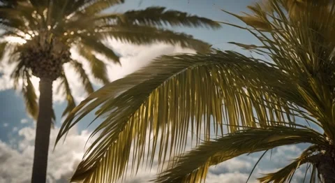 Palmtrees closeup blowing in the wind Stock Footage 255384829