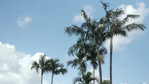 Palmtrees Florida Stock Footage 220241969