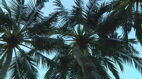 Palmtrees Video stock 10733728