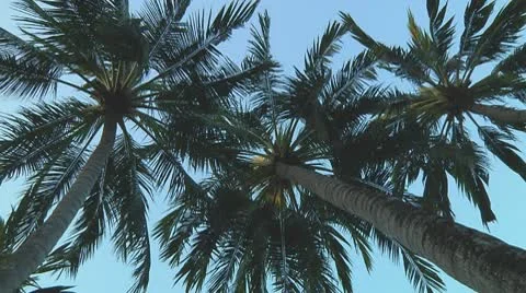 Palmtrees Stock Footage 10735121