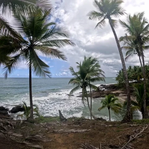 Palmtrees Stock Footage 234010618
