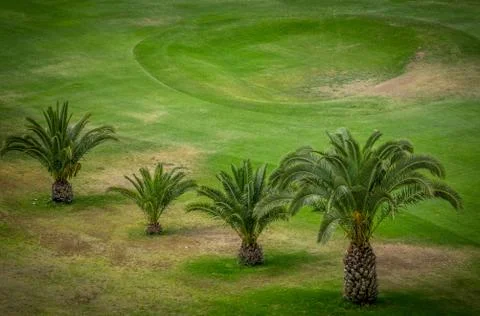 Palmtrees on golf course Stock Photos