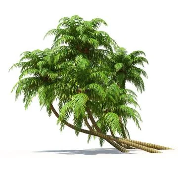 Palmtrees isolated on white. multiuse nature collection. Stock Illustration