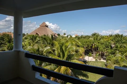 Palmtrees landscape Stock Photos