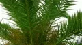 Palmtrees, Majorca, Spain HD Footage