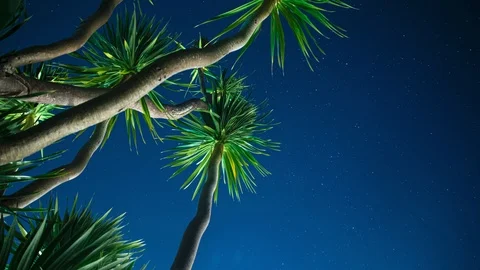 Palmtrees at night [4K Timelapse] 스톡 동영상 125465310