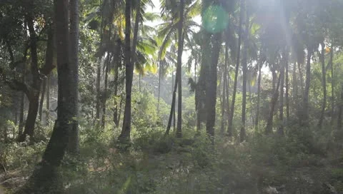 PALMTREES WITH RAYS OF SUN, LENSFLAIR Video stock 10759961