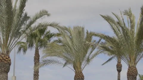 Palmtrees Summer Sun Stock Footage 47571490
