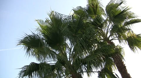Palmtrees in the Summer Wind Видео 7730441