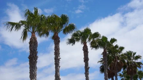Palmtrees Swaying in ocean breeze Stock Footage 60575511