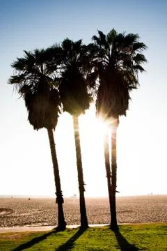 Palmtrees at venice beach Foto stock