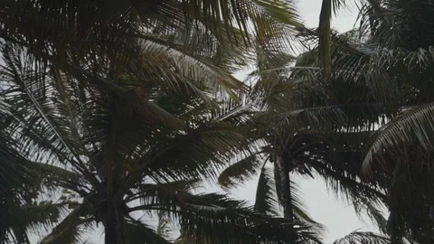 Palmtrees/cocopalm low angle Stock Footage 128160638