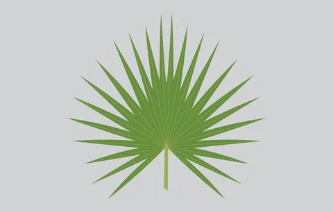 Palmyra palm leaf Vector Art Illustration Isolated on white background Stock Illustration