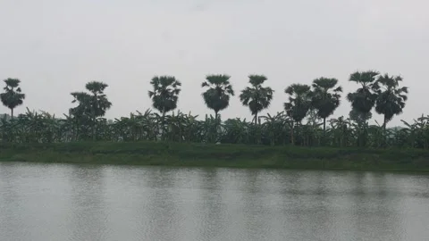 Palmyra palm trees Vidéo 342276795