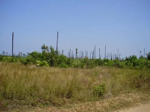 Palmyra trees Stock Photos