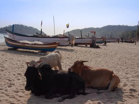 Palolem Beach Stock Photos