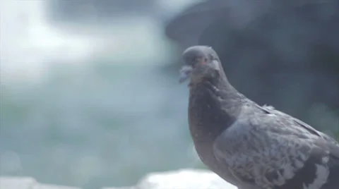 Paloma bird look Stock Footage 38076267