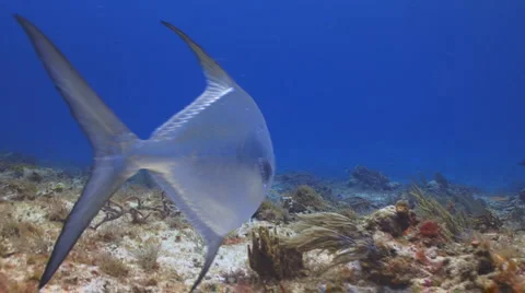Palometa Stockbeeldmateriaal 1095926