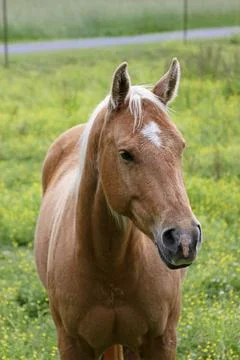 Palomino horse Stock Photos
