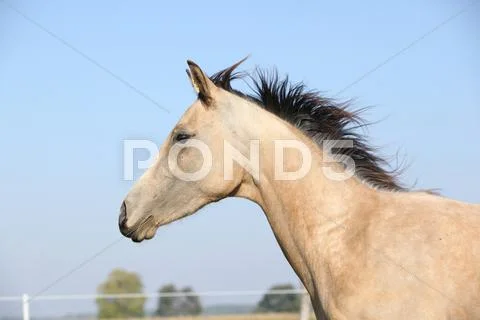 Palomino quarter horse running on pasturage Stock Photos