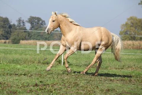 Palomino quarter horse running on pasturage Stock Photos