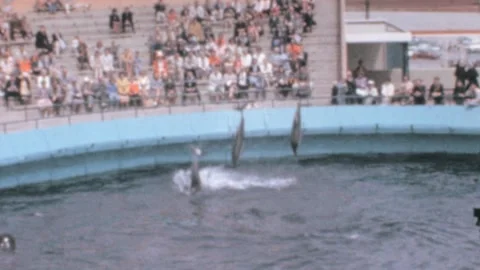 Palos Verdes - 1963: Dolphin performance in dolphin show Marineland of the Stock Footage 171802536