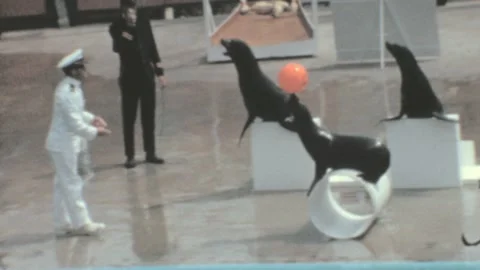 Palos Verdes - 1963: Seal performance in circus show Marineland of the Pacific Stock Footage 171802291