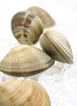 PALOURDE Stock Photos