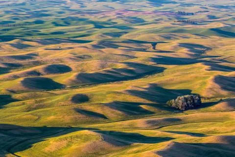 Palouse Fields Stock Photos