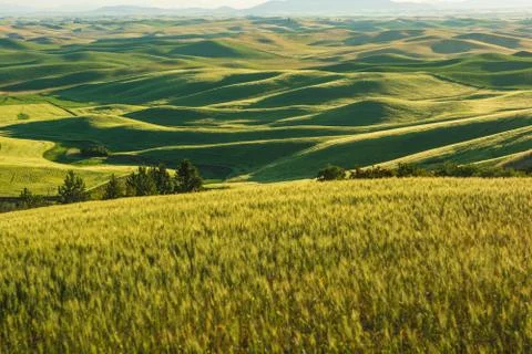 Palouse Fields Stock Photos