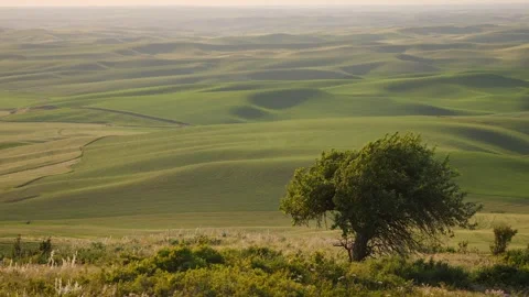 The Palouse: Rolling Agricultural Waves 動画素材 339273809