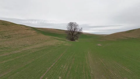 Palouse Tree, WA Stock Footage 312841516