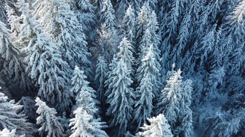 Paltinis snow bases Stock Footage 262441625