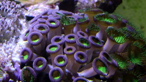 Palyp zoa button corals Stock Footage 121548235