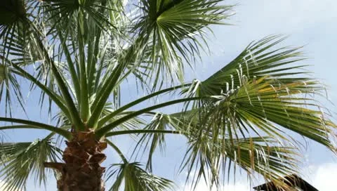 Pam trees in Sonoma Stock-Footage 10915706