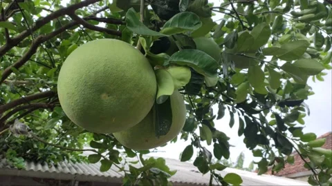 Pamelo Orange Video stock 184721149