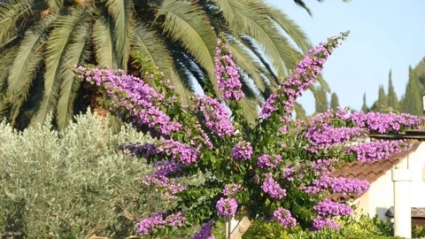 Paml Tree And Flower Tree Stock Footage 81625458