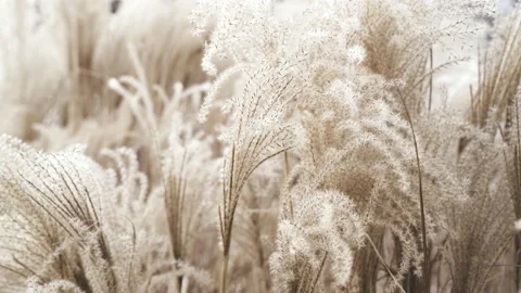 Pampa grass Video stock 146867090