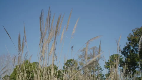 Pampa grass in summer Video stock 170726449