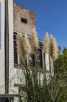 Pampa grass in the yard. Stock Photos