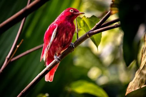 Pampadour Cotinga Foto stock