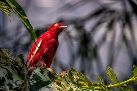 Pampadour Cotinga Stock Photos