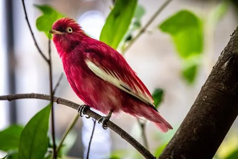 Pampadour Cotinga sitting in a tree Stock Photos