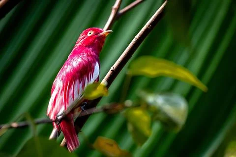 Pampadour Cotinga sitting in a tree Stock Photos