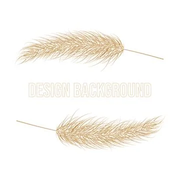 Pampas dry grass frame. Branch of pampas grass. Panicle, feather flower head Stock Illustration